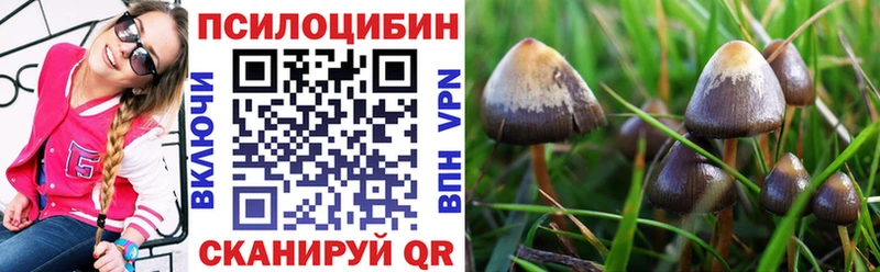 маркетплейс наркотические препараты  Жуковский  Галлюциногенные грибы Psilocybine cubensis 